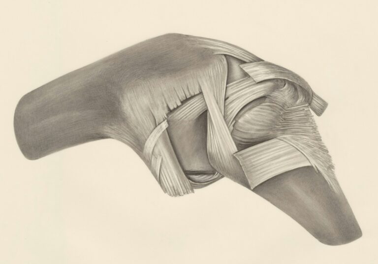 Knee joint anatomy showing where fluid on the knee collects, Regenerative Joint Clinics Riverdale GA