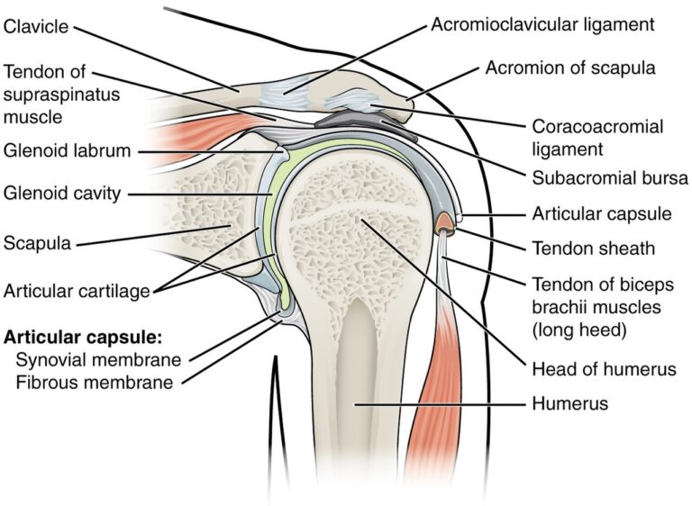 Shoulder joint anatomy showing articular cartilage and the glenohumeral joint